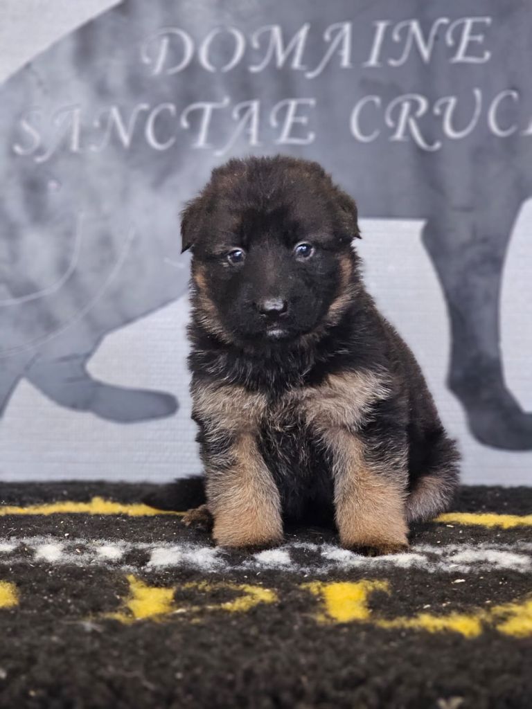 du domaine de sanctae crucis - Chiot disponible  - Berger Allemand Poil Long