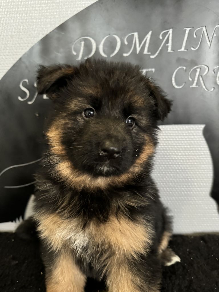 du domaine de sanctae crucis - Chiot disponible  - Berger Allemand