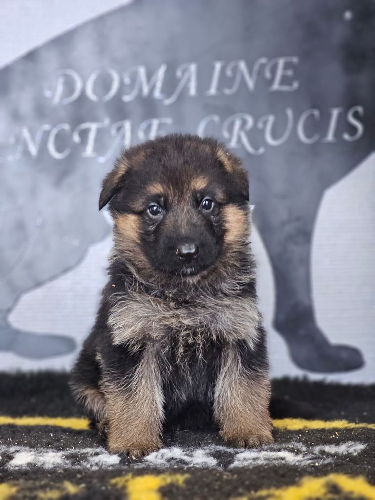 du domaine de sanctae crucis - Chiot disponible  - Berger Allemand