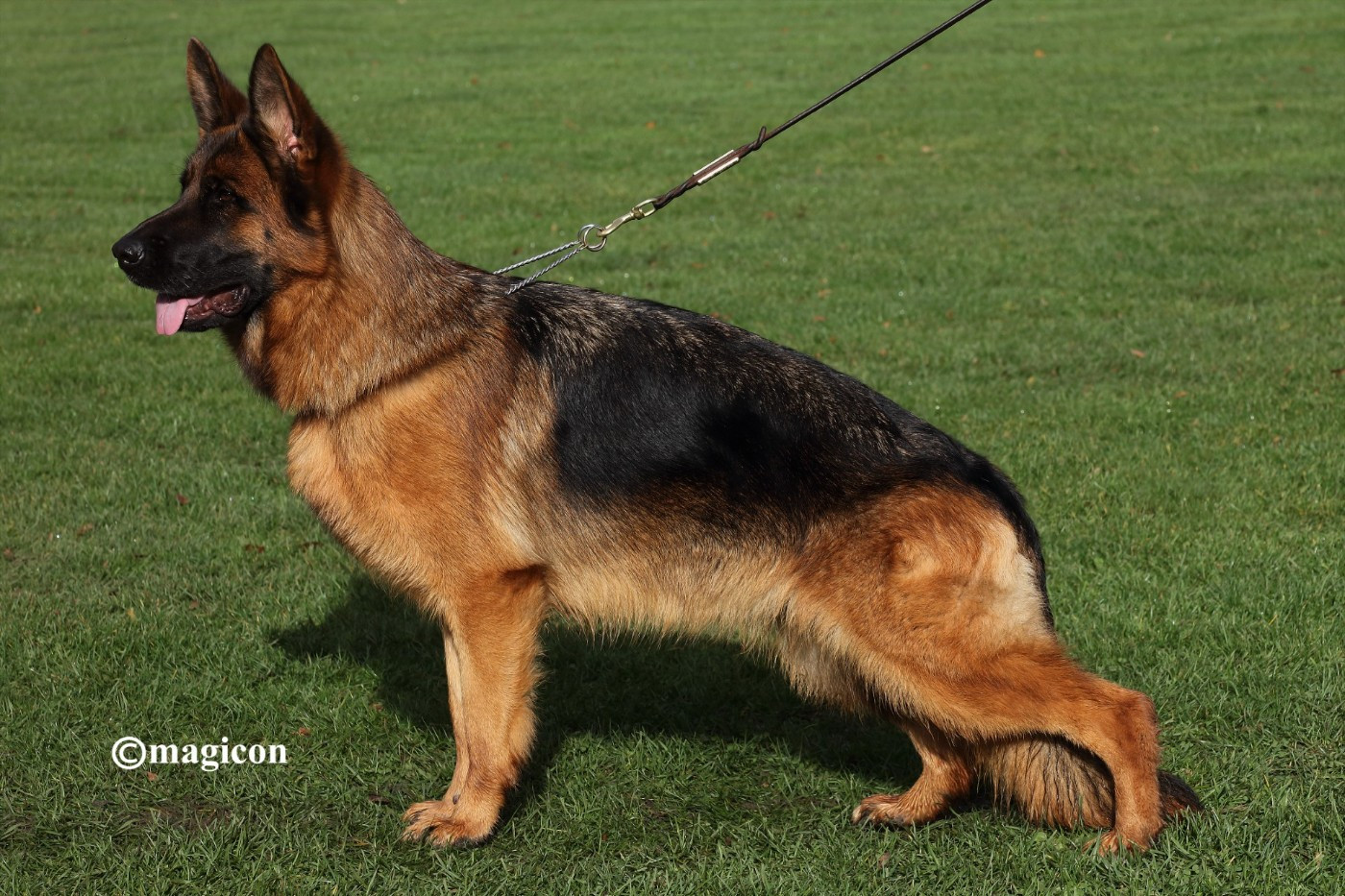 CH. Vana du val d 'anzin