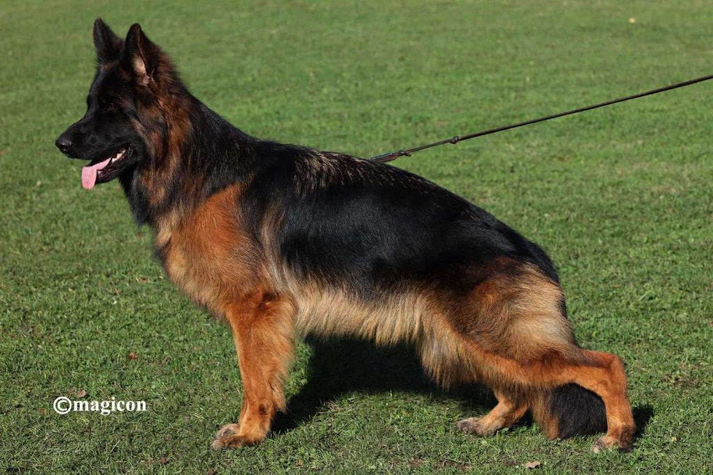 CH. Suzy du val d' anzin