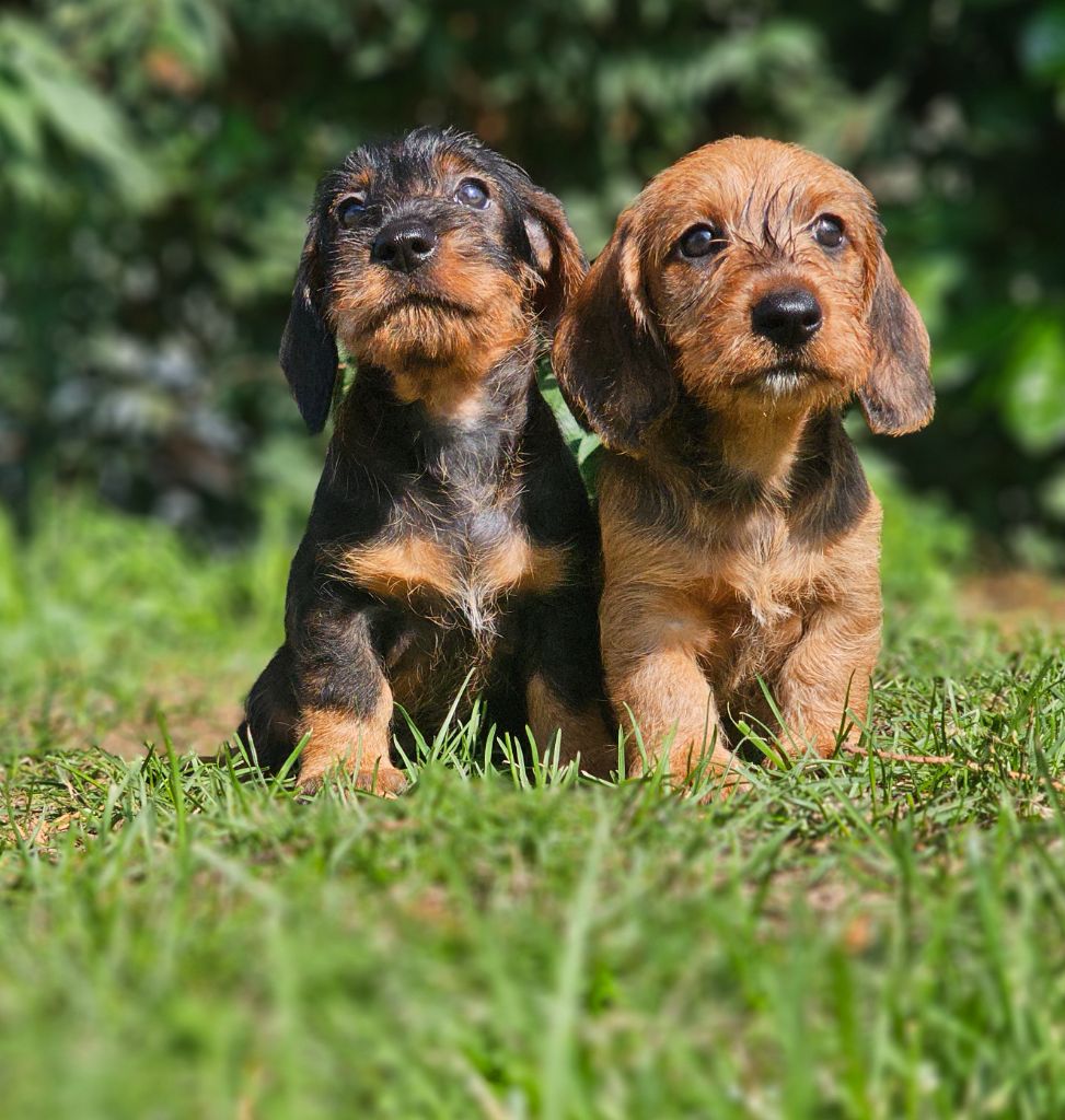 du domaine de sanctae crucis - Chiots disponibles - Teckel poil dur