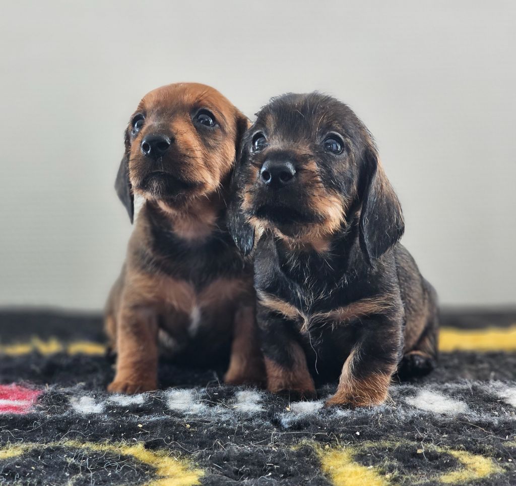 du domaine de sanctae crucis - Chiots disponibles - Teckel poil dur