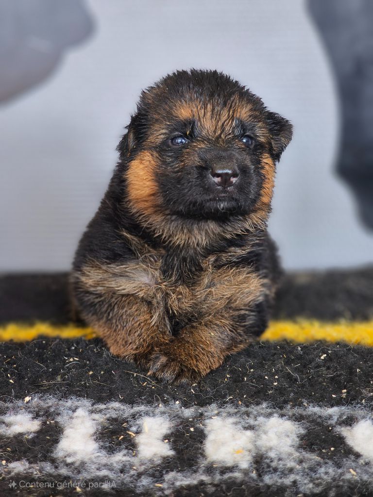 du domaine de sanctae crucis - Chiots disponibles - Berger Allemand