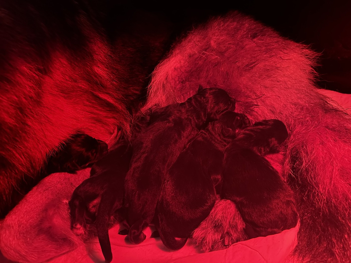 Chiot Berger Allemand du domaine de sanctae crucis