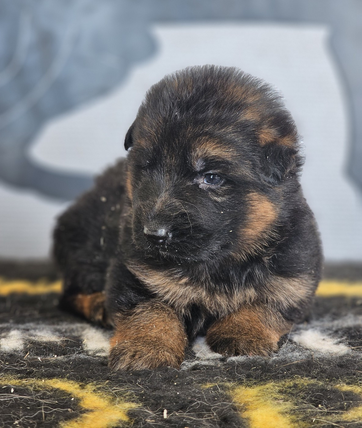 du domaine de sanctae crucis - Chiots disponibles - Berger Allemand