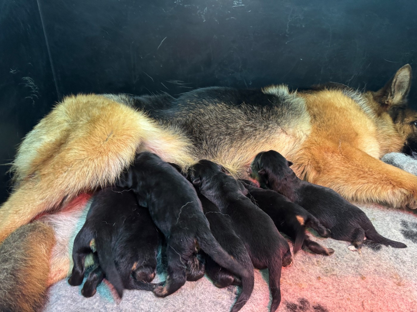Chiot Berger Allemand du domaine de sanctae crucis