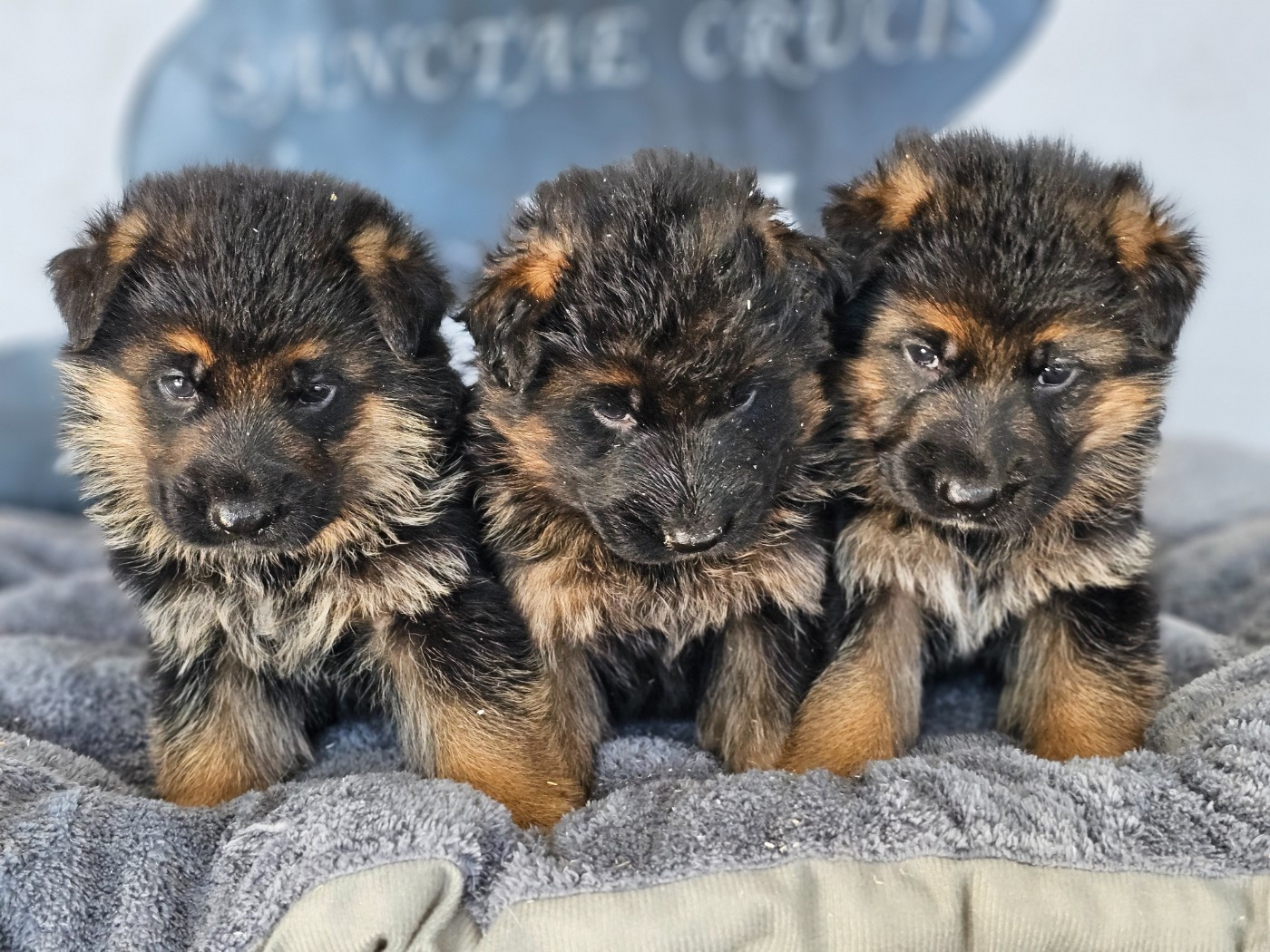 du domaine de sanctae crucis - Berger Allemand - Portée née le 02/02/2026