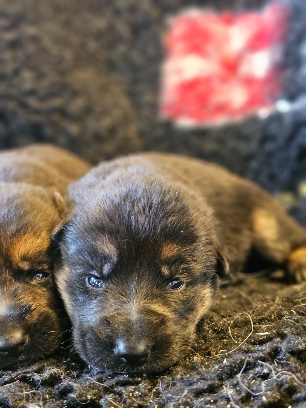 du domaine de sanctae crucis - Chiots disponibles - Berger Allemand
