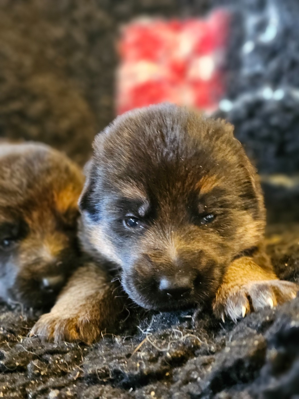 du domaine de sanctae crucis - Chiots disponibles - Berger Allemand