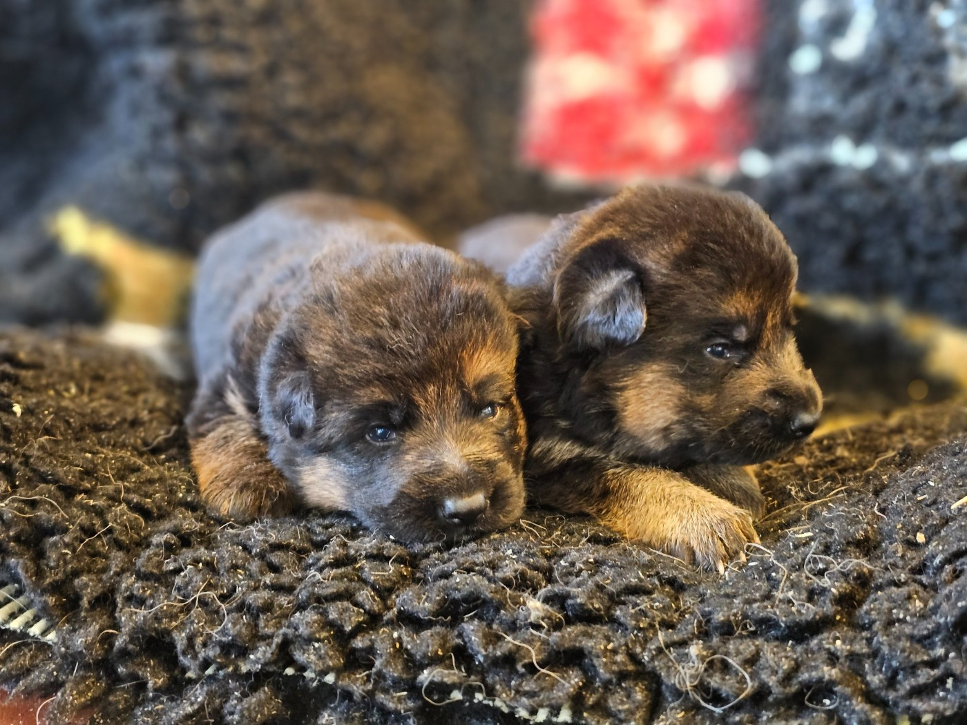 du domaine de sanctae crucis - Chiots disponibles - Berger Allemand