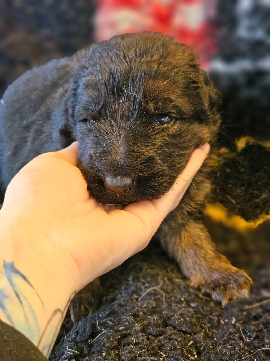 du domaine de sanctae crucis - Berger Allemand - Portée née le 25/02/2026