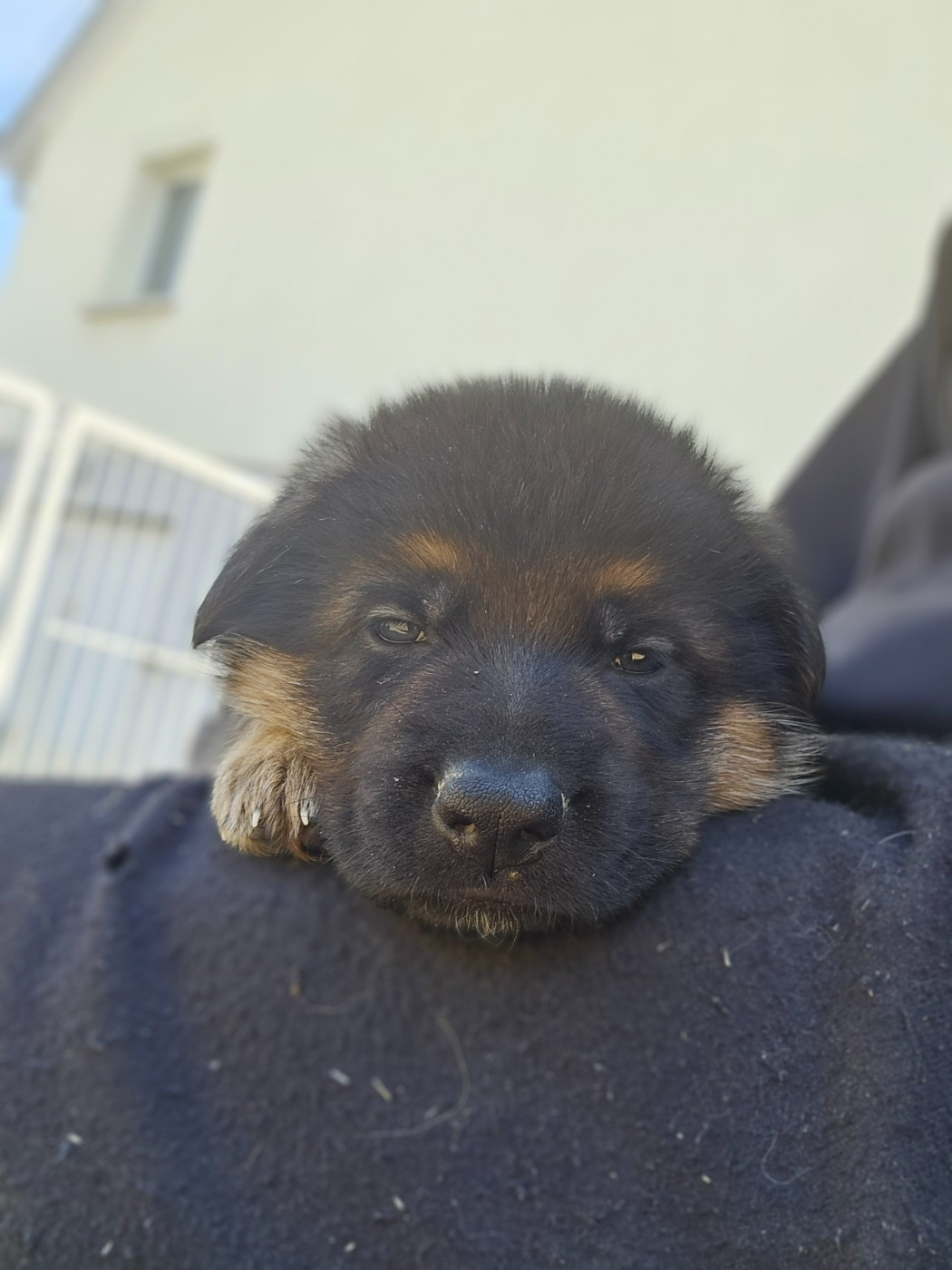 du domaine de sanctae crucis - Chiots disponibles - Berger Allemand