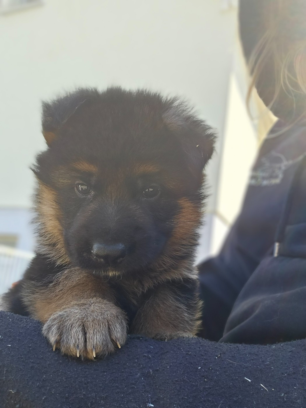 du domaine de sanctae crucis - Chiots disponibles - Berger Allemand