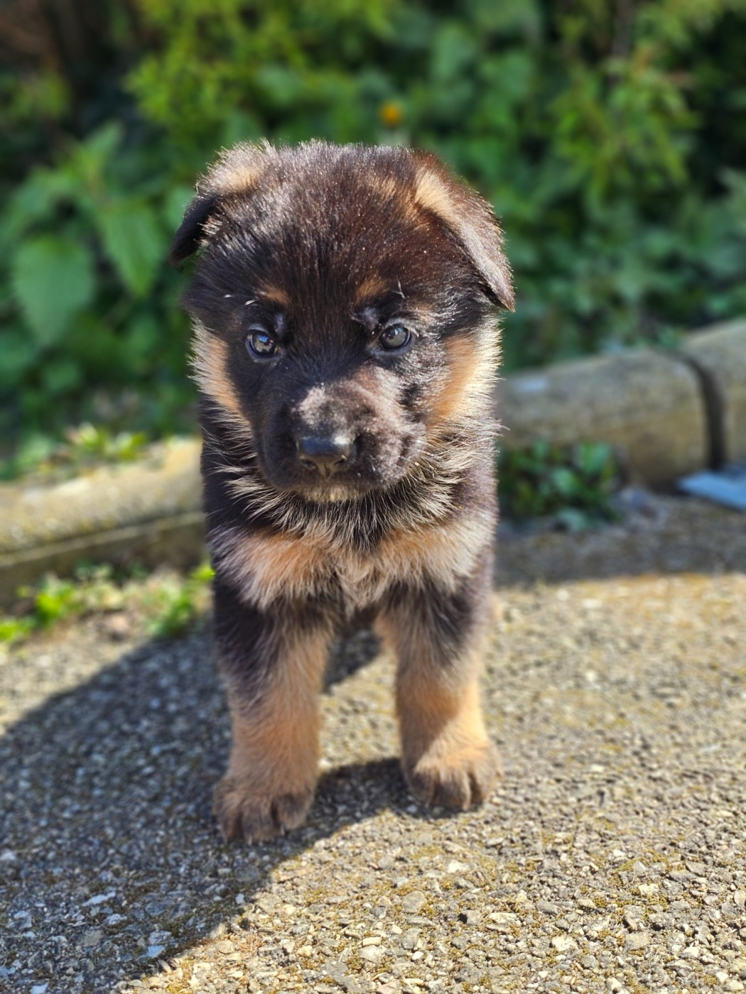 du domaine de sanctae crucis - Chiots disponibles - Berger Allemand