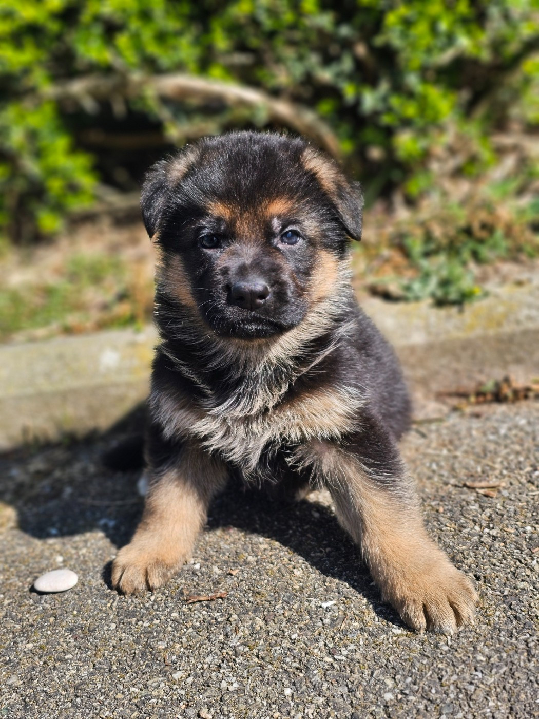 du domaine de sanctae crucis - Chiots disponibles - Berger Allemand