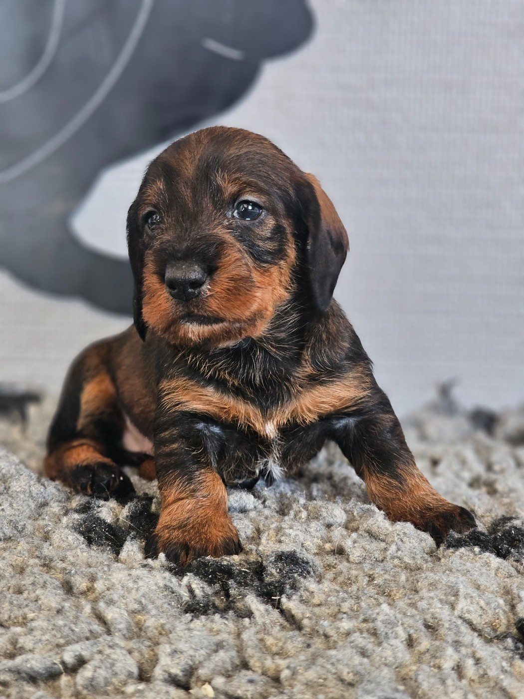 du domaine de sanctae crucis - Chiots disponibles - Teckel poil dur