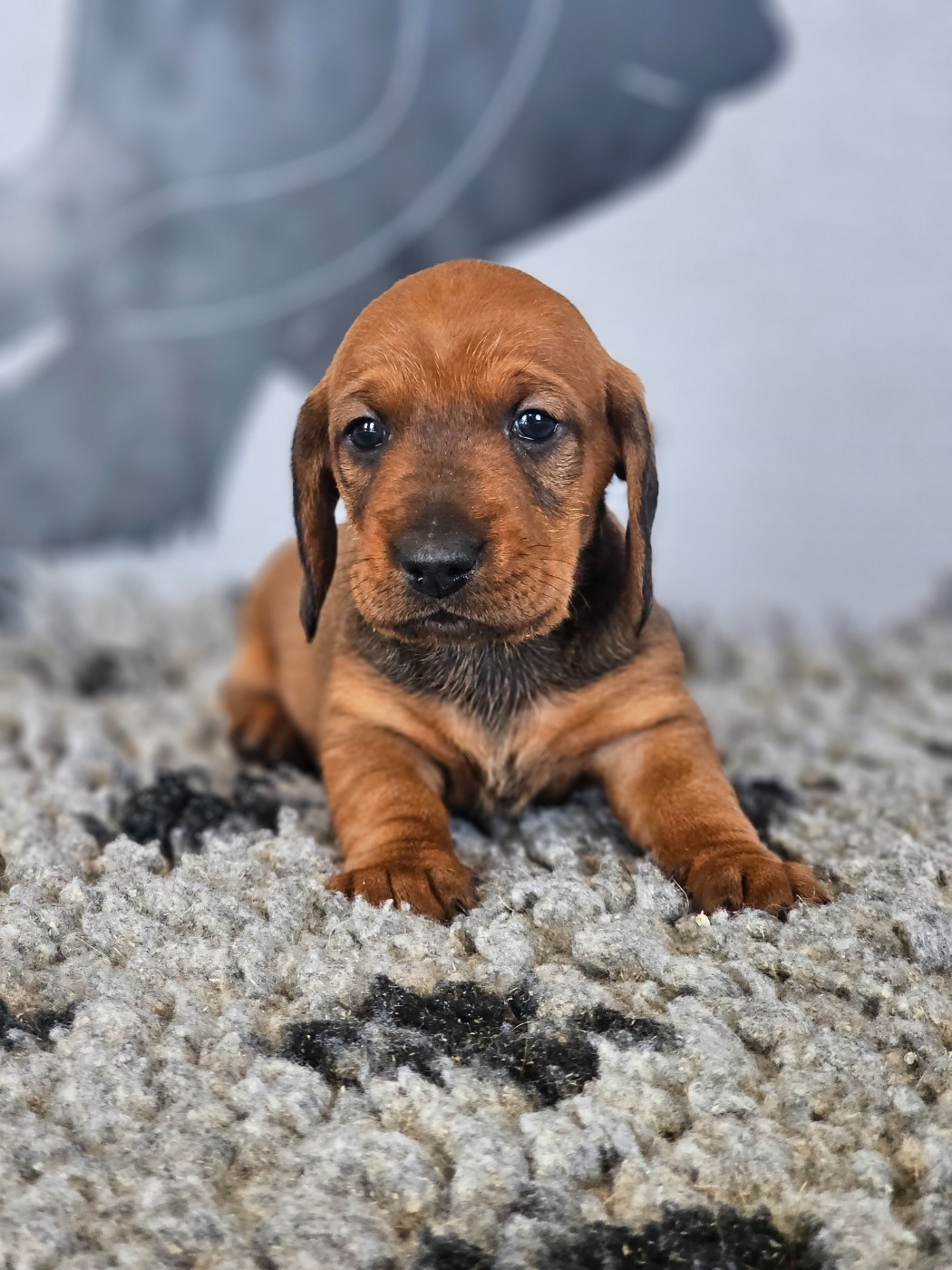 du domaine de sanctae crucis - Chiots disponibles - Teckel poil dur