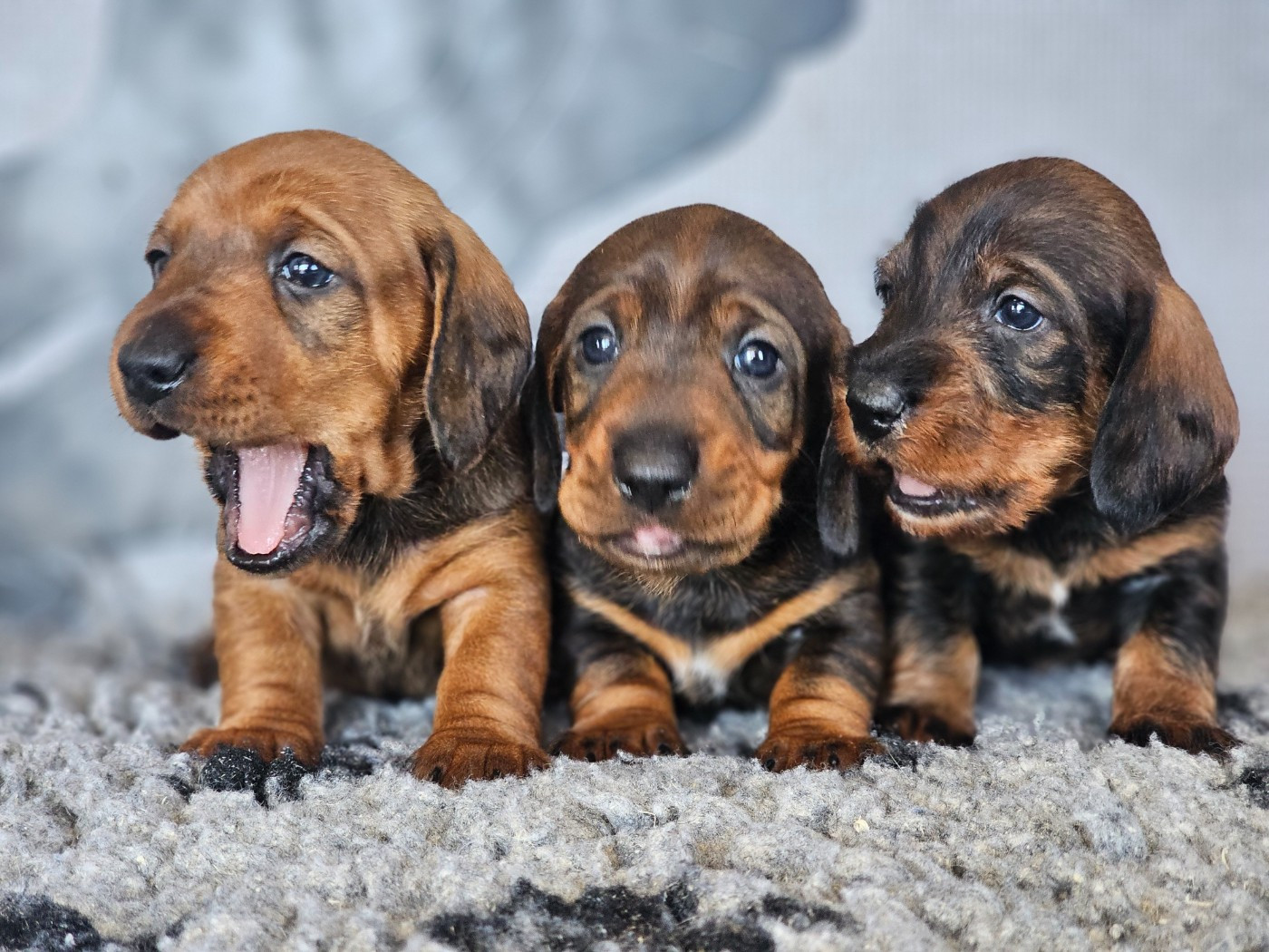 Chiot Teckel poil dur du domaine de sanctae crucis