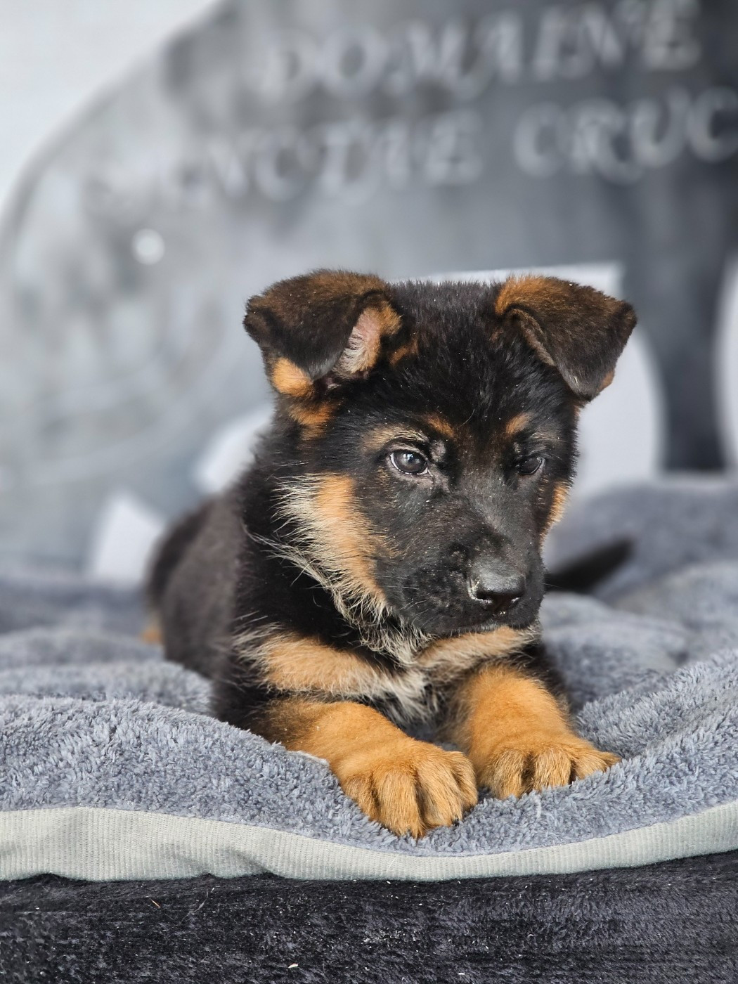 du domaine de sanctae crucis - Chiots disponibles - Berger Allemand
