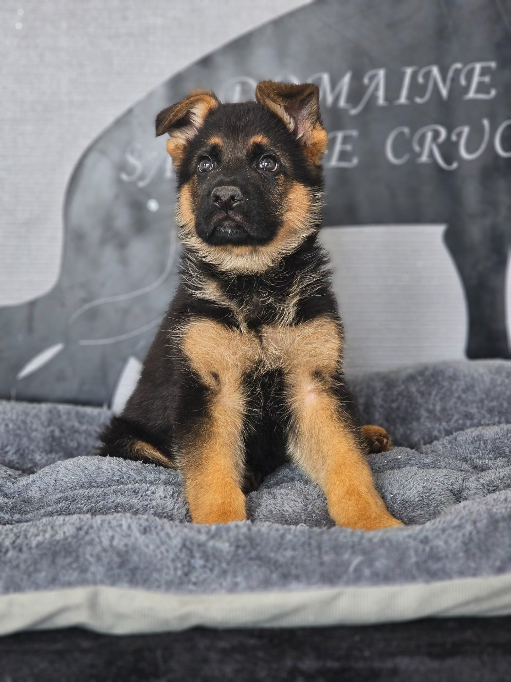 du domaine de sanctae crucis - Chiots disponibles - Berger Allemand