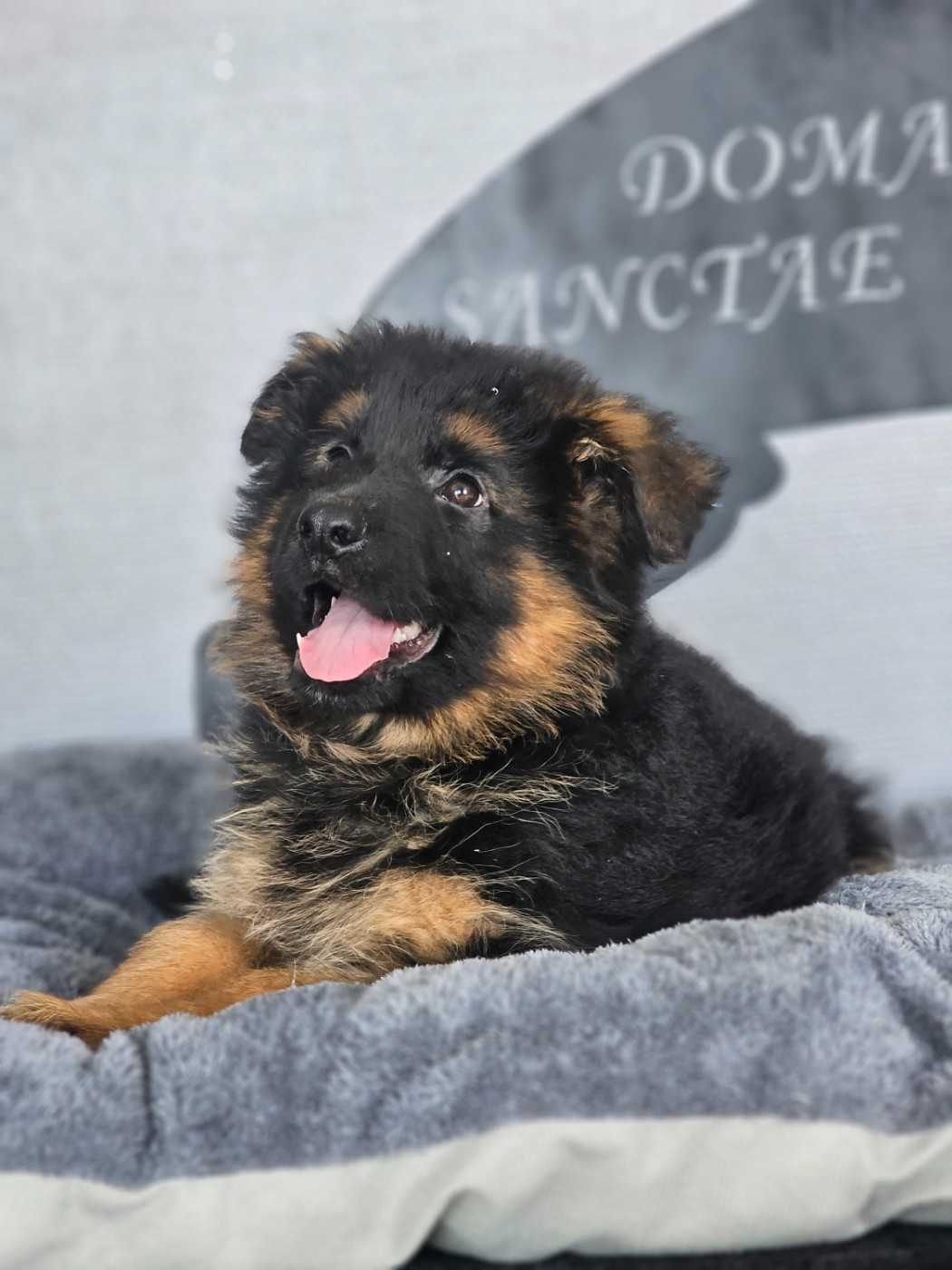 du domaine de sanctae crucis - Chiots disponibles - Berger Allemand