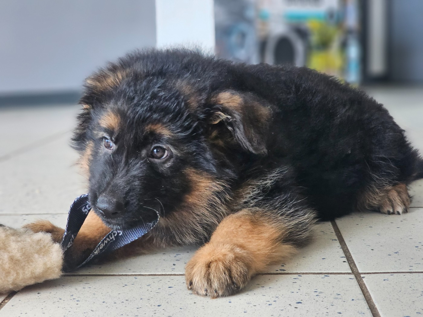 du domaine de sanctae crucis - Chiots disponibles - Berger Allemand