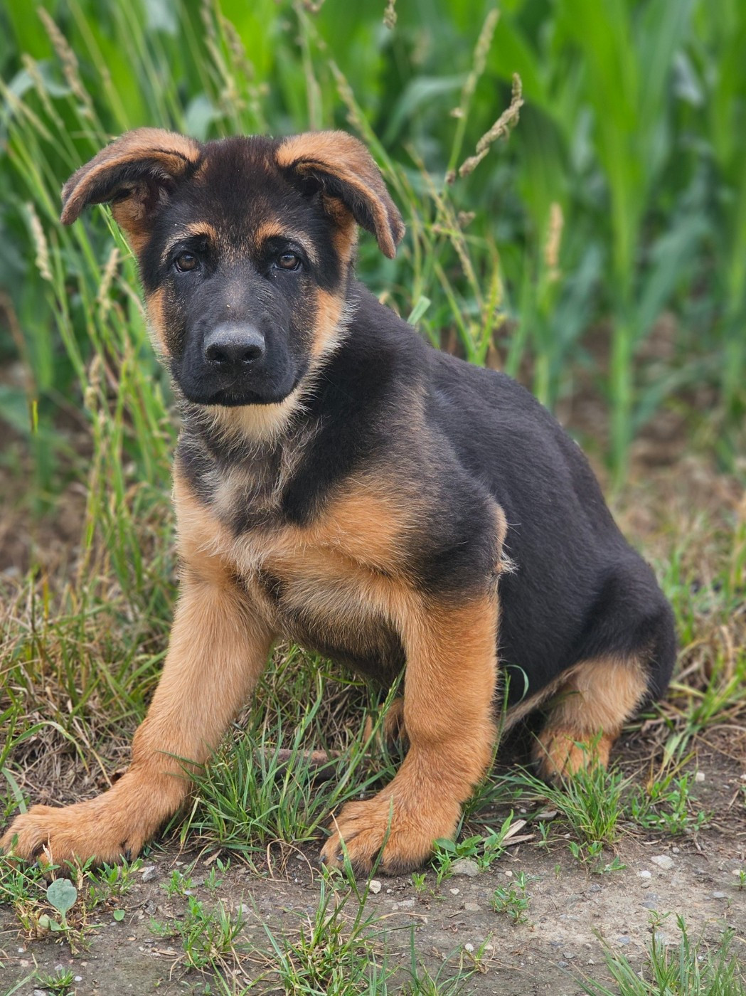 du domaine de sanctae crucis - Chiots disponibles - Berger Allemand