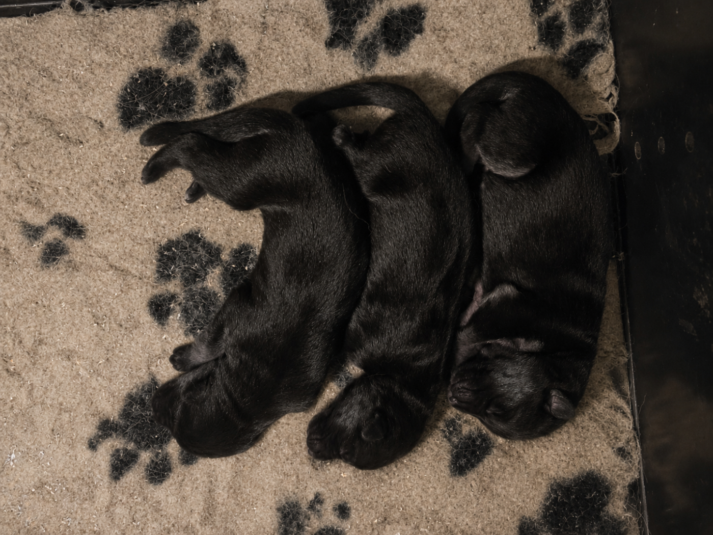 du domaine de sanctae crucis - Chiots disponibles - Berger Allemand