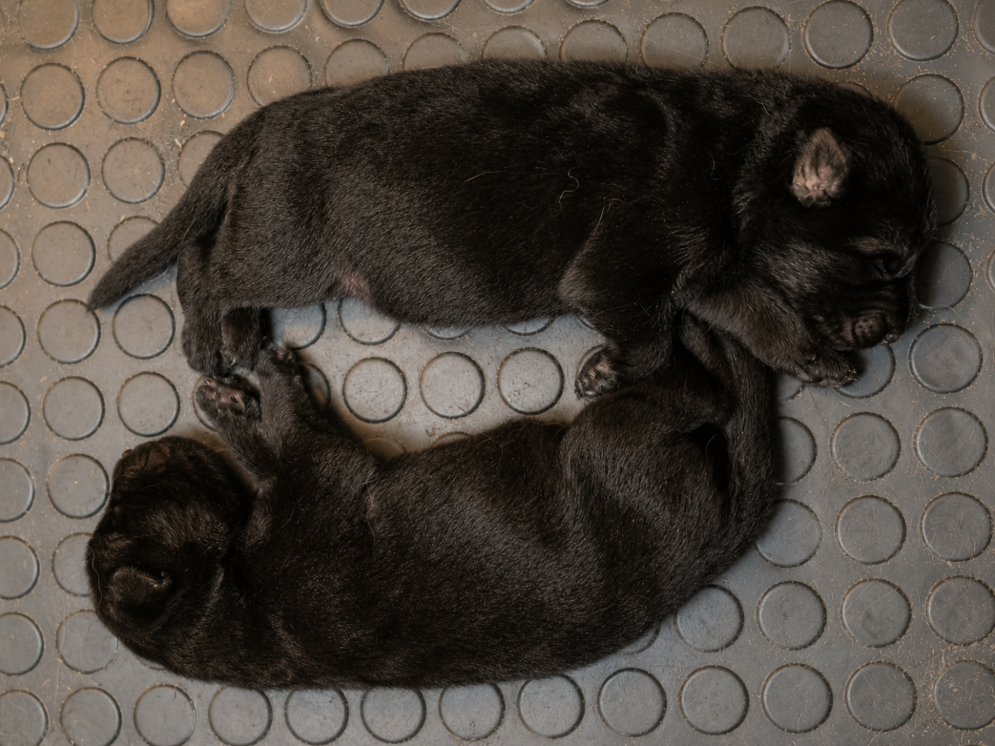 du domaine de sanctae crucis - Chiots disponibles - Berger Allemand