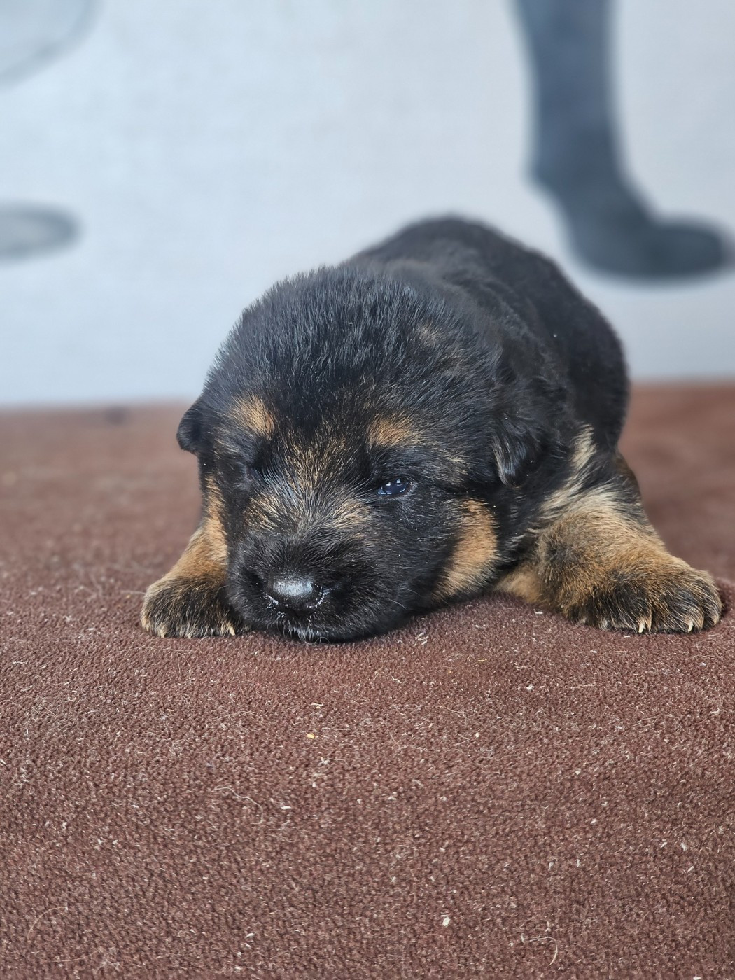 du domaine de sanctae crucis - Chiots disponibles - Berger Allemand