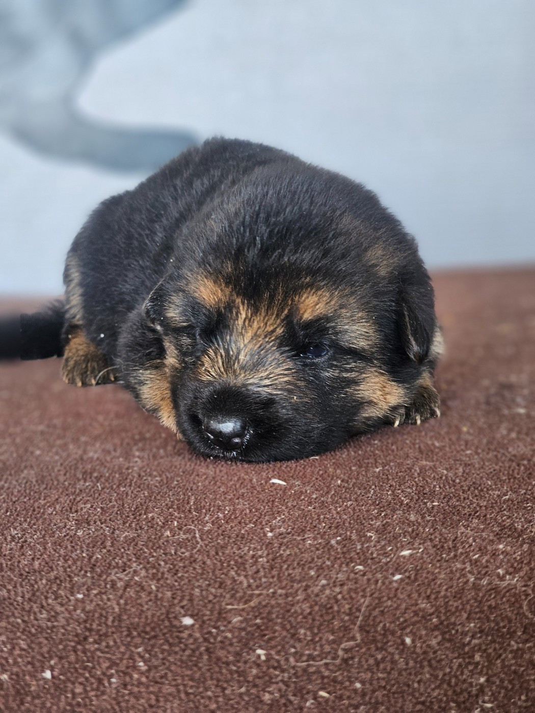 du domaine de sanctae crucis - Chiots disponibles - Berger Allemand