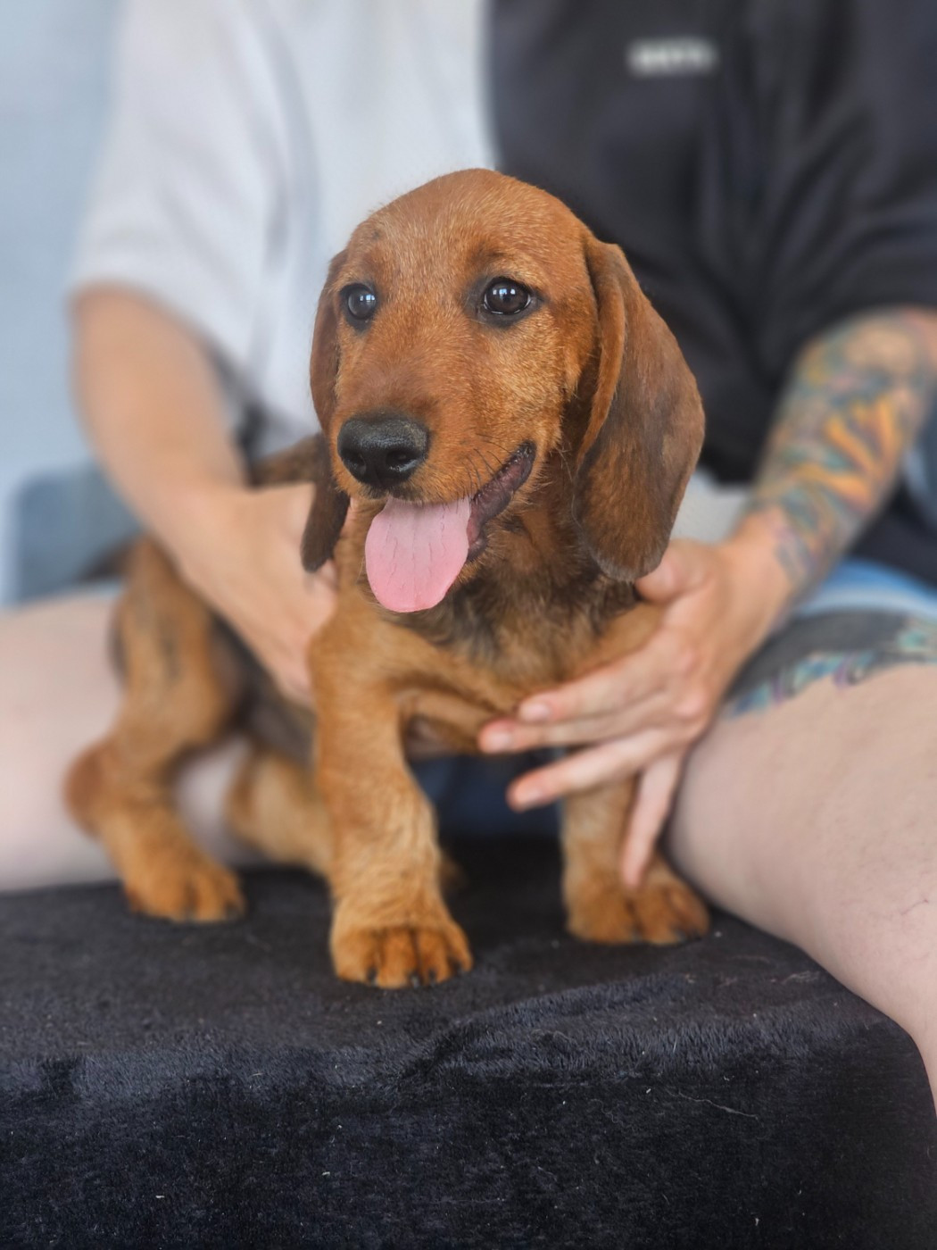 du domaine de sanctae crucis - Chiots disponibles - Teckel poil dur