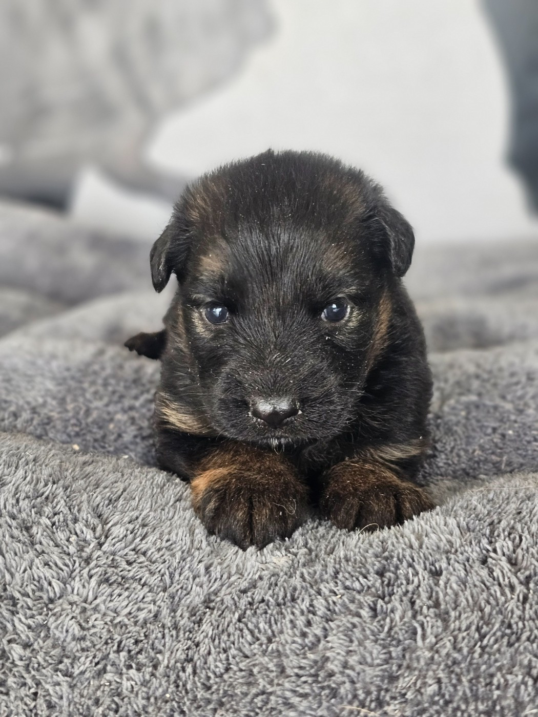 du domaine de sanctae crucis - Chiots disponibles - Berger Allemand