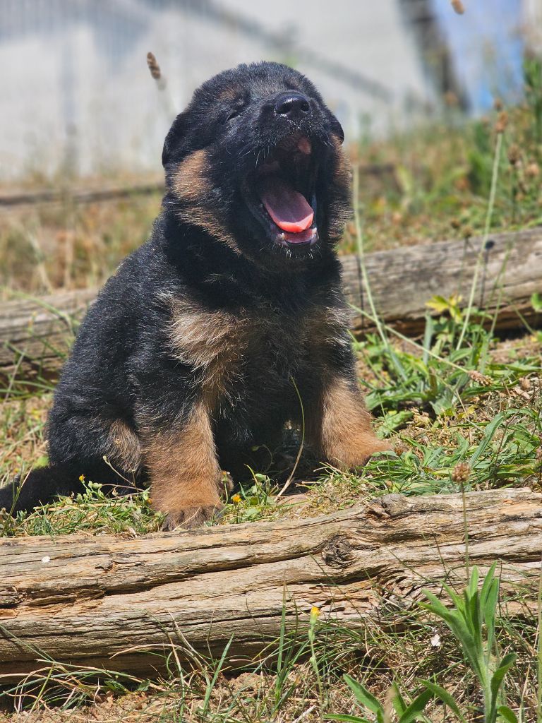du domaine de sanctae crucis - Chiots disponibles - Berger Allemand