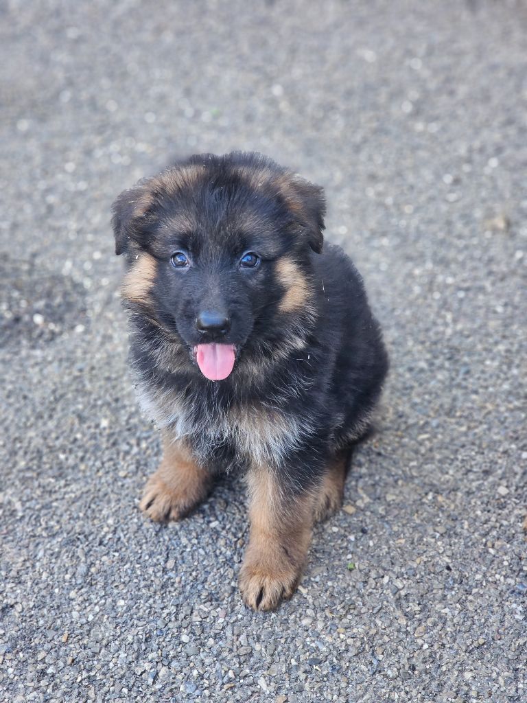 du domaine de sanctae crucis - Chiots disponibles - Berger Allemand Poil Long