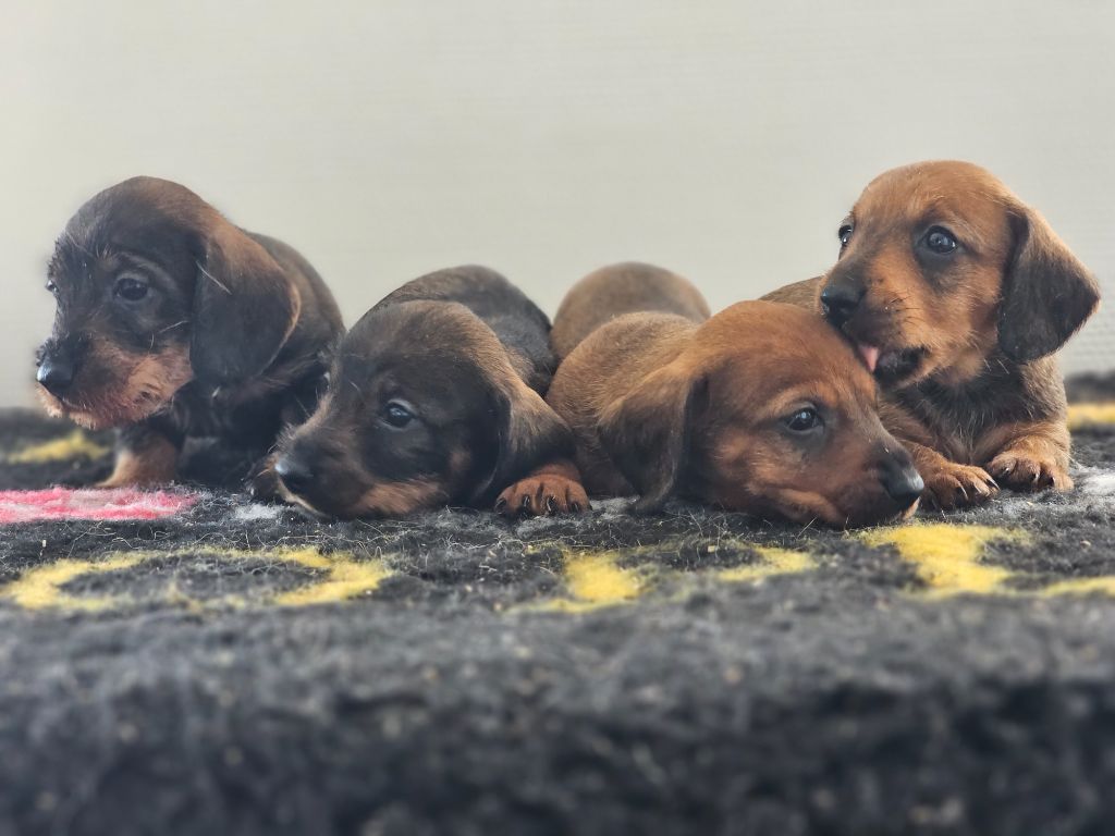 du domaine de sanctae crucis - Chiots disponibles - Teckel poil dur