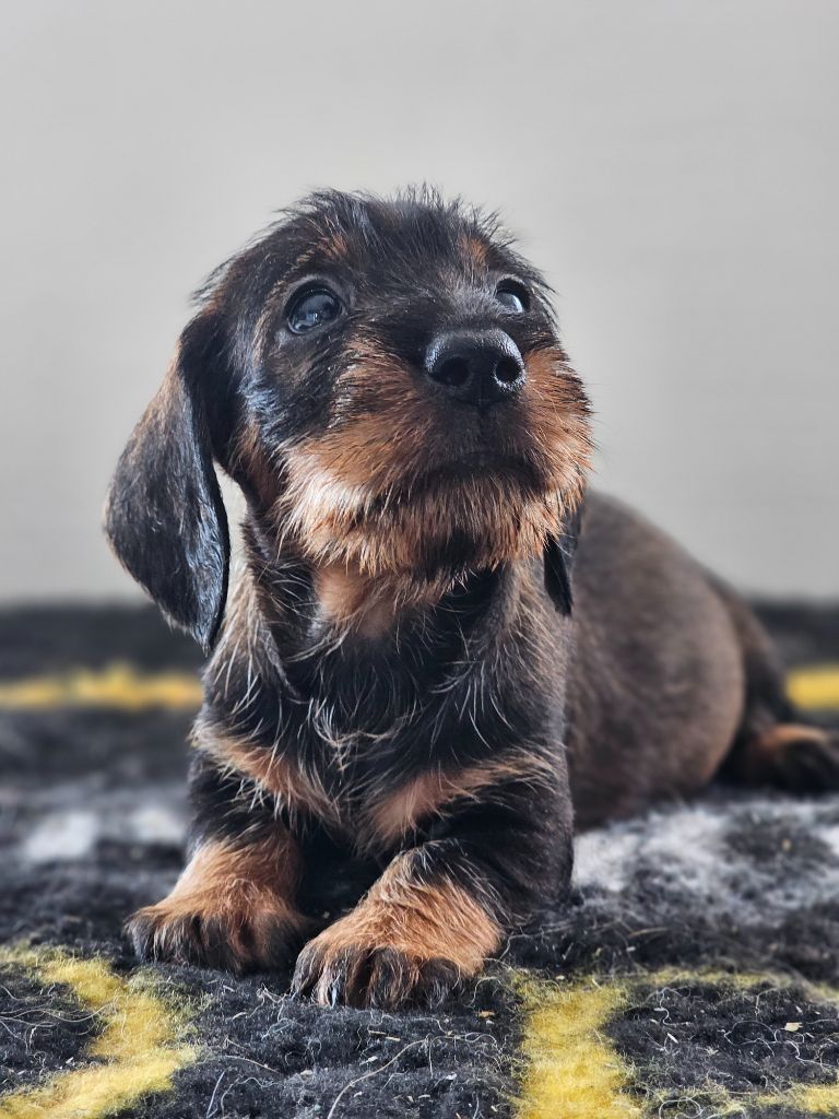 du domaine de sanctae crucis - Chiots disponibles - Teckel poil dur