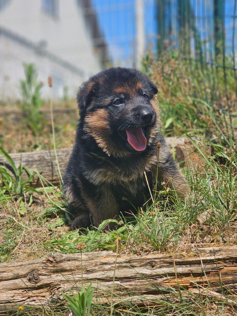 du domaine de sanctae crucis - Chiots disponibles - Berger Allemand