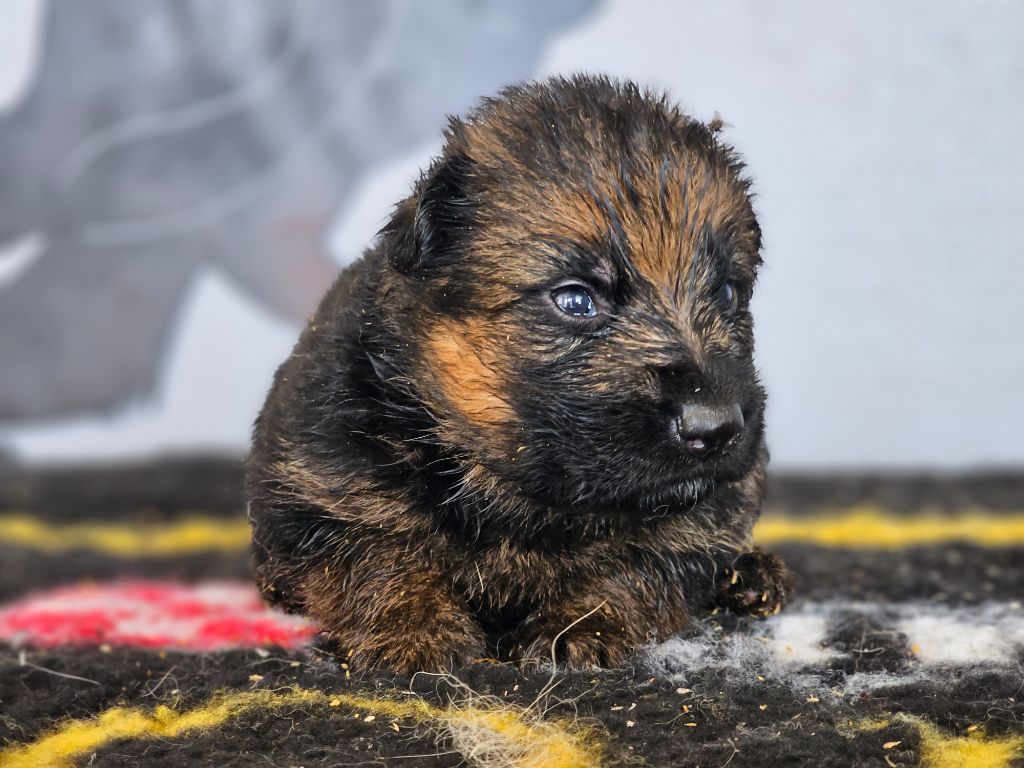 du domaine de sanctae crucis - Chiots disponibles - Berger Allemand