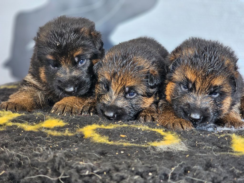 Chiot Berger Allemand du domaine de sanctae crucis