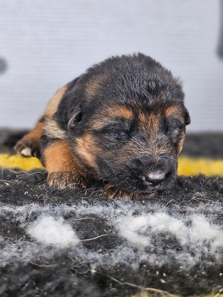 du domaine de sanctae crucis - Chiots disponibles - Berger Allemand