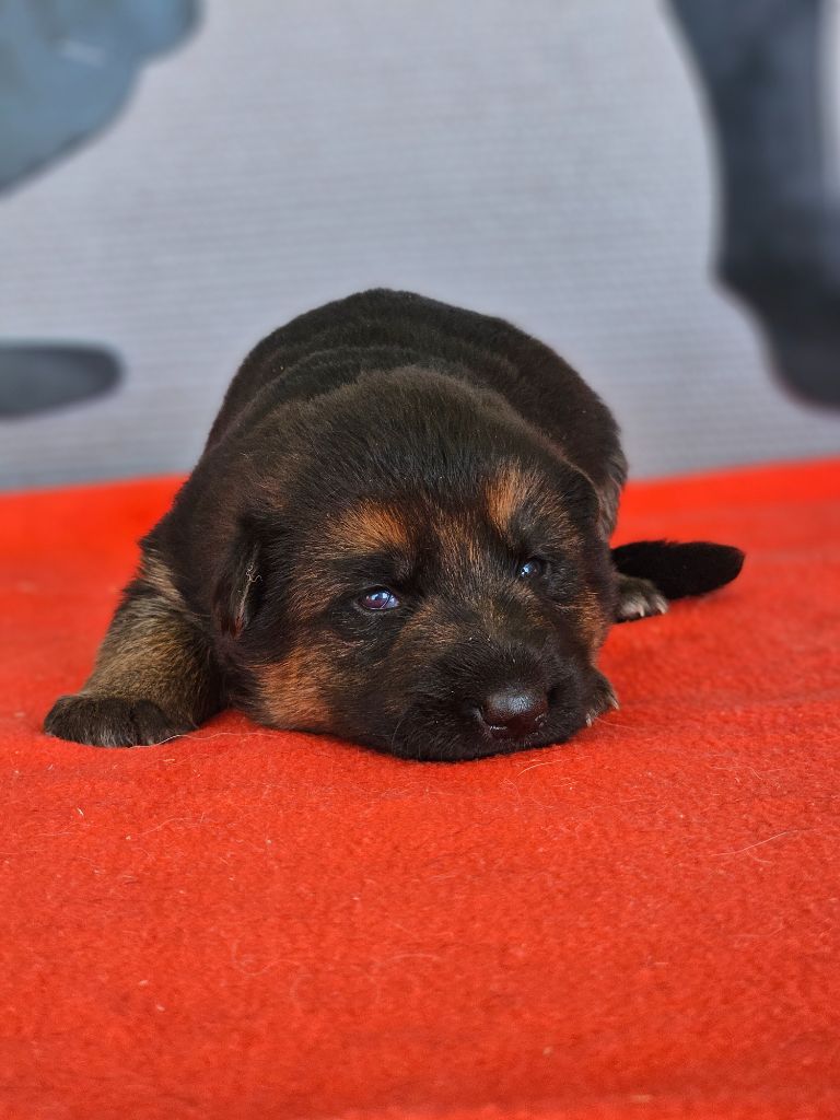 du domaine de sanctae crucis - Chiots disponibles - Berger Allemand