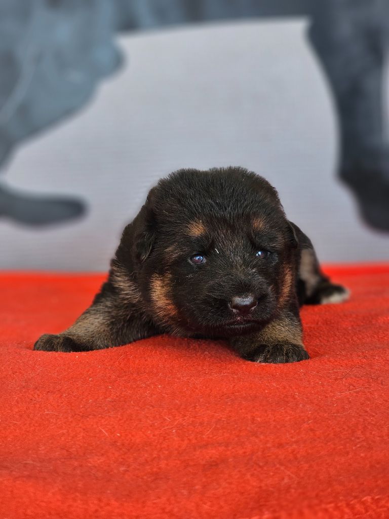 du domaine de sanctae crucis - Chiots disponibles - Berger Allemand