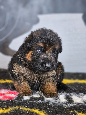 CHIOT 5