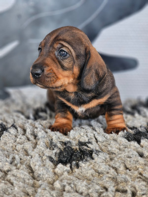 Bud