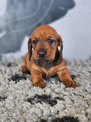 Chiot N°3
