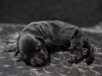 Chiot N°4