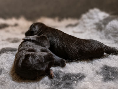Chiot N°5