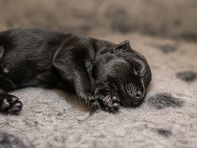 Chiot N°7